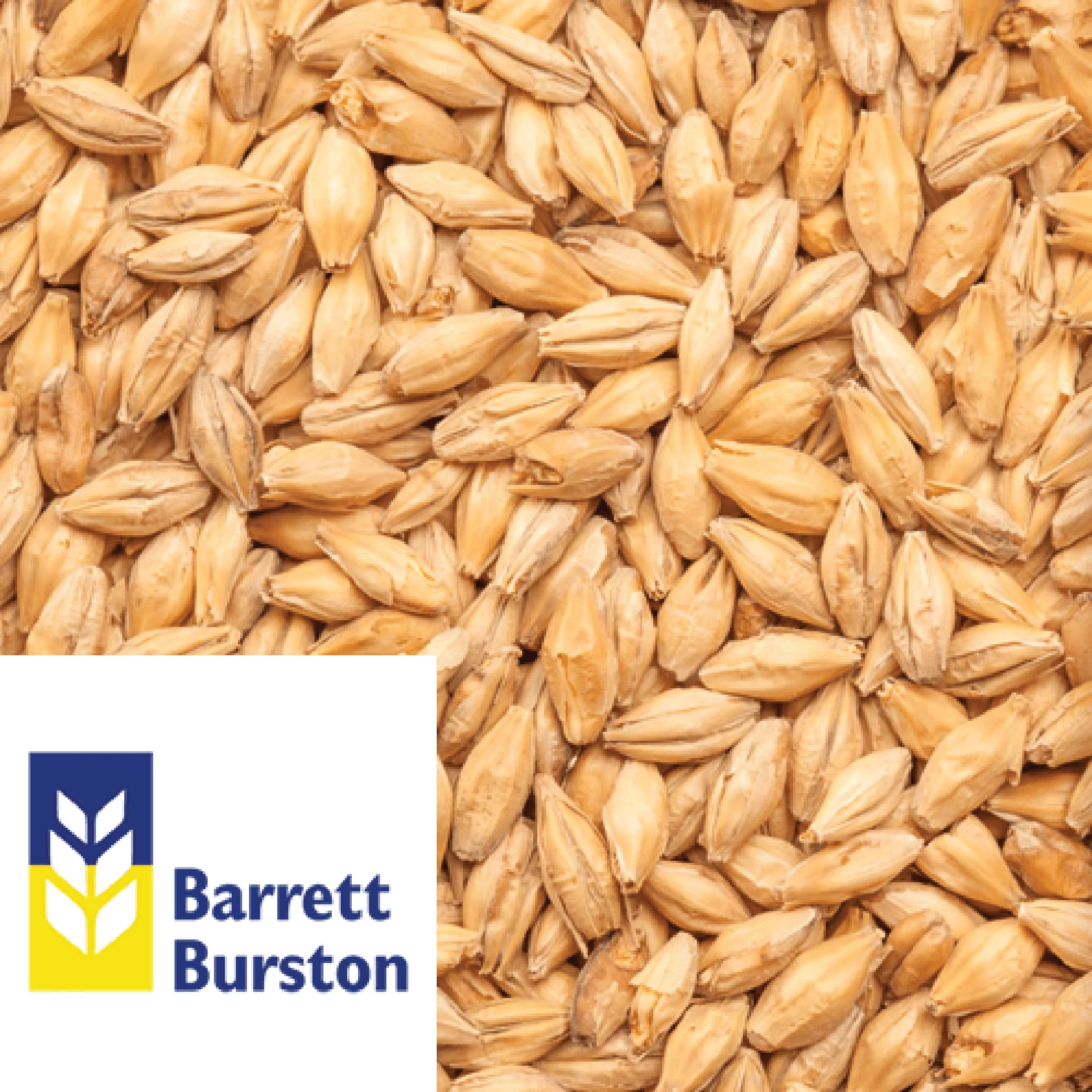 Ale Malt (Victorian) - Barrett Burston (AUS) - per kg
